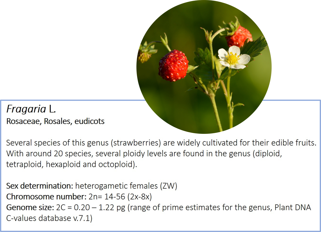 Fragaria